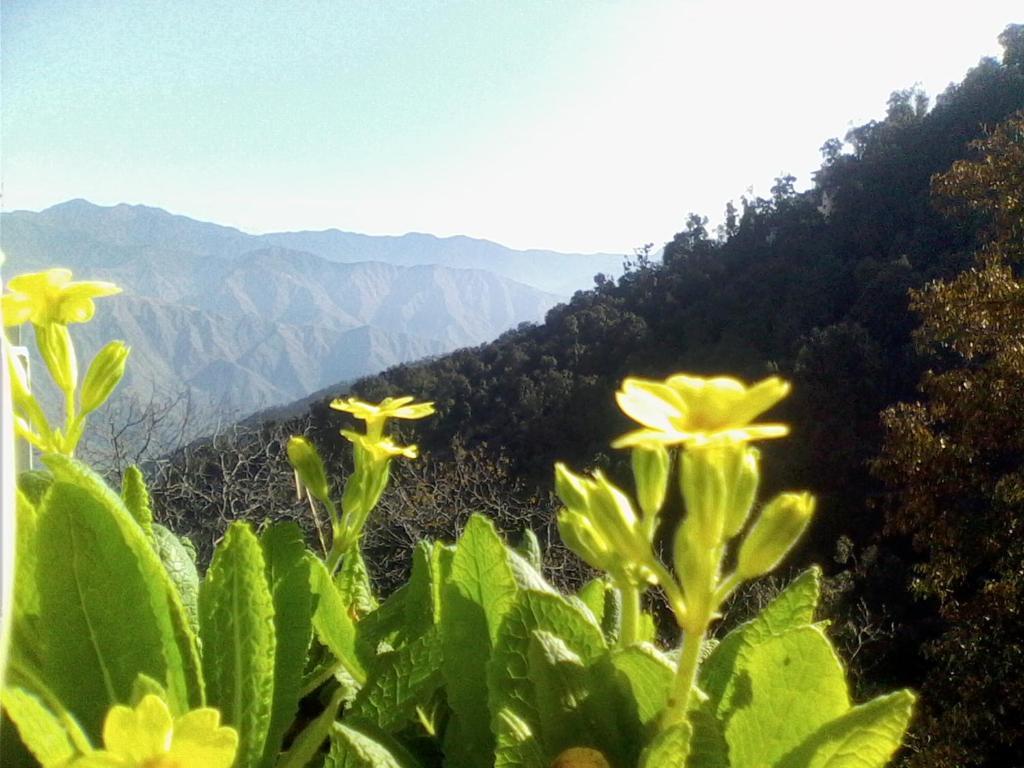 Ilbert Manor Hotel Mussoorie Eksteriør billede